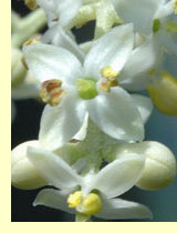 Маслина, оливковое дерево (Olea europaea L.) Маслина, оливковое дерево (Olea europaea L.)